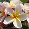 フランジパニ Plumeria rubra (Apocyanaceae) 3