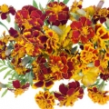 マリーゴールド Tagetes lemmonii (Asteraceae) 3