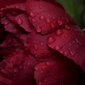 牡丹 Paeonia (Paeoniaceae) 3