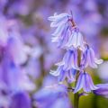 ブルーベル Hyacinthoides Non-Scripta 3