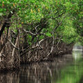 マングローブウッド Rhizophora 3