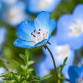 ネモフィラ Nemophila menziesii 3