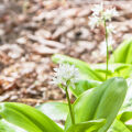 ツバメオモト Clintonia Udensis 3