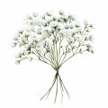 カスミソウ Gypsophila Paniculata 3