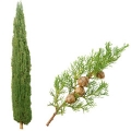 サイプレス Cupressus (Cupressaceae) 3