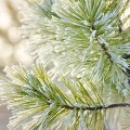 松の木 Genus Pinus, family Pinaceae 3