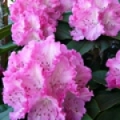 シャクナゲ Rhododendron Ponticum 3