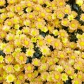 菊 Genus: Chrysanthemum 3