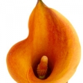 カラー Zantedeschia, family Araceae 3