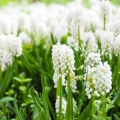 ヒヤシンス Hyacinthus orientalis 3