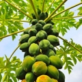 パパイア Carica Papaya 3