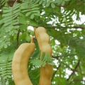 タマリンド Tamarindus indica 3