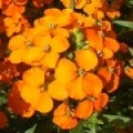 ウォールフラワー Erysimum 3