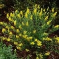 ヒトツバエニシダ Genista tinctoria 3