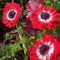アネモネ Anemone coronaria 3