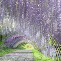 藤 Wisteria floribunda 3