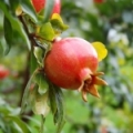 ザクロの花 Punica granatum 3