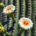 サボテン Cactaceae 3
