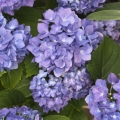 紫陽花 Hydrangea hortensis 3