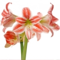 アマリリス Amaryllis aulicum 3