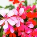 ペラルゴニウム Pelargonium; Family Geraniaceae 3