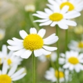カモミール Matricaria chamomilla 3