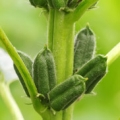 ごま Sesamum indicum 3