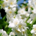 リラ Philadelphus 3