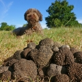 Truffle Tuberaceae 3