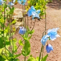 青いケシ Meconopsis 3