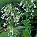 白タバコ  Nicotiana Suaveolens 3