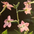 Tobacco Blossom Nicotiana Alata 3