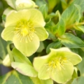クリスマスローズ Helleborus odorus 3