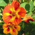 キンレンカ Tropaeolum Majus 3