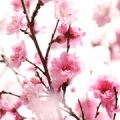 梅の花 Prunus mume 3