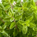 Oregano Origanum 3