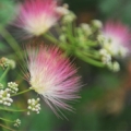 ネムノキの花 Albizia julibrissin 3