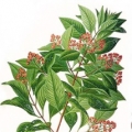 アミリス Amyris balsamifera 3