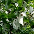 ハトノキ Davidia involucrata 3