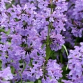 ヒソップ Lamiaceae 3