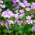 ムラサキカタバミ Oxalis violacea 3
