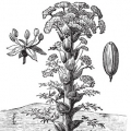ガルバヌム Ferula gummosa, syn. galbaniflua 3