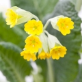 プリムローズ Primula vulgaris 3