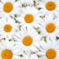 デイジー Leucanthemum vulgare 3