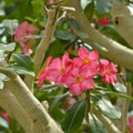 砂漠のバラ Adenium obesum 3