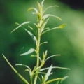 ヨモギ Artemisia absinthium 3