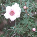 マヌカ Leptospermum scoparium 3