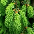 スプルース Picea abies 3