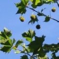 プラタナス Platanus occidentalis 3
