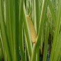 ショウブ Acorus calamus 3